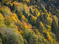 Herbstwald am Haindorfer Berg